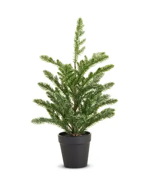 Sapin givré en pot