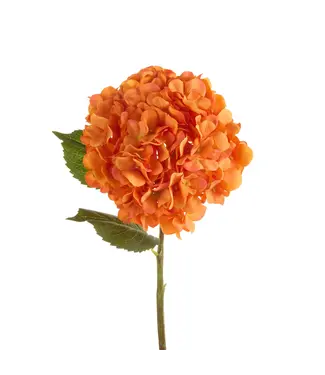 Tige d'hydrangée orange