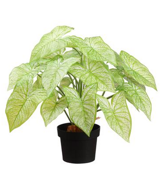 Philodendron en pot vert pâle 19 po