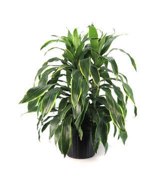 Dracaena Art Carmen