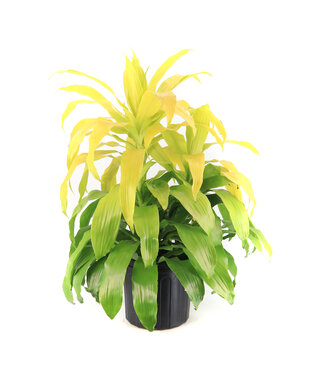 Dracaena Limelight 10 po
