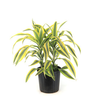 Dracaena warneckii Lemon Lime 10 po