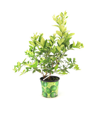 Lime Comestible 10 po