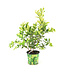 Lime Comestible 10 po | Limettier tropical d'intérieur et de terrasse