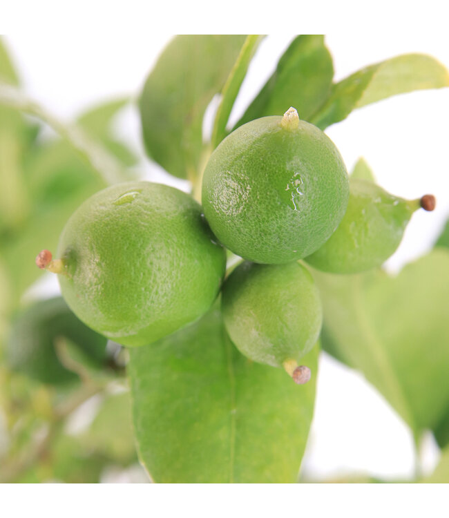 Lime Comestible 10 po | Limettier tropical d'intérieur et de terrasse