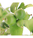 Lime Comestible 10 po | Limettier tropical d'intérieur et de terrasse