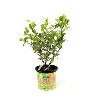 Duo lime citron comestible 8 po