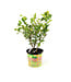Duo lime citron comestible 8 po | Agrumes tropicales 2 en 1 en pot