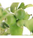 Duo lime citron comestible 8 po | Agrumes tropicales 2 en 1 en pot