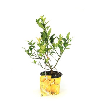 Citronnier comestible 7 po