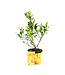 Citronnier comestible 7 po