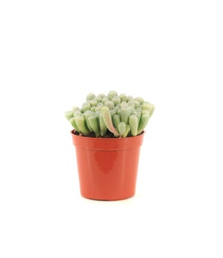 Fenestraria (Baby toes) 2,5 po