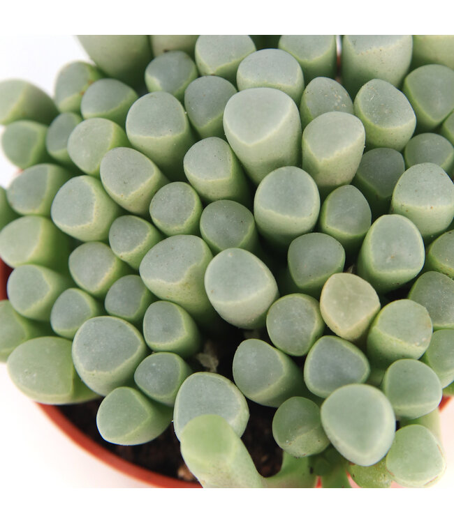 Fenestraria (Baby toes) | Succulente originale aux feuilles translucides