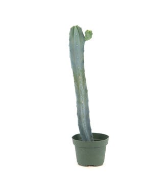 Cereus 4 po