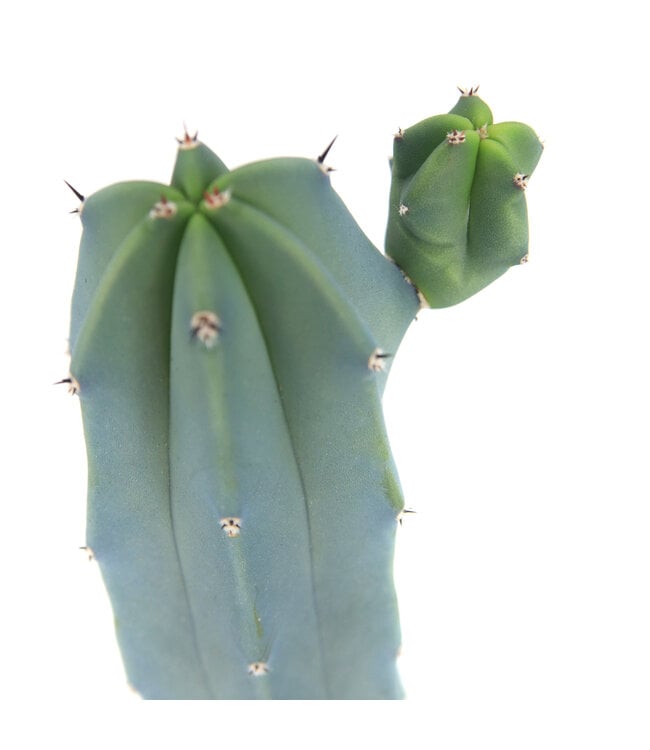 Cereus 4 po | Cactus colonnaire facile d'entretien