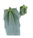 Cereus 4 po | Cactus colonnaire facile d'entretien