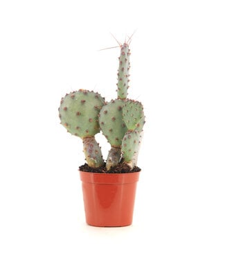 Opuntia 2,5 po