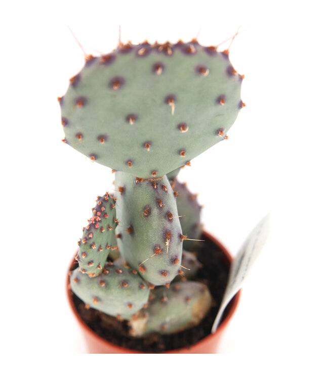 Opuntia 2,5 po | Cactus raquette facile d'entretien