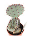 Opuntia 2,5 po | Cactus raquette facile d'entretien