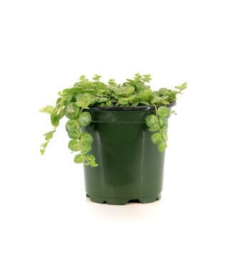 Peperomia prostata (tortue) 4 po