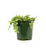 Peperomia prostrata "Chaîne de tortues" | Plante retombante au feuillage unique