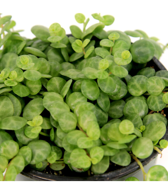 Peperomia prostrata "Chaîne de tortues" | Plante retombante au feuillage unique