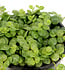 Peperomia prostrata "Chaîne de tortues" | Plante retombante au feuillage unique