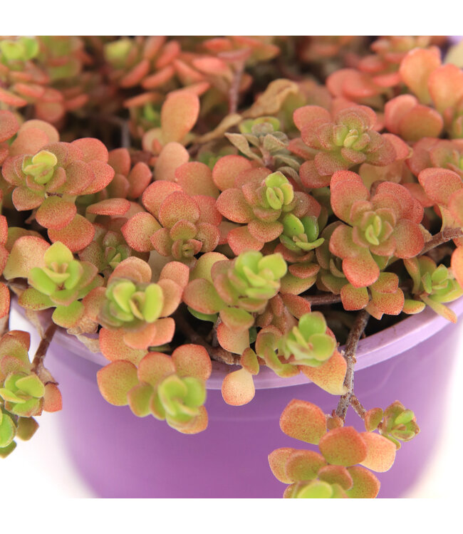 Sedum Mikanoi Orgon 3.5 po | Succulente retombante au feuillage lumineux