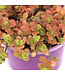 Sedum Mikanoi Orgon 3.5 po | Succulente retombante au feuillage lumineux
