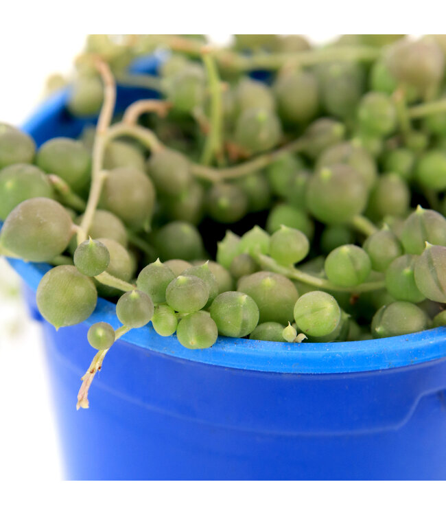 Senecio rowleyanus (perles) 3,5 po | Succulente retombante originale