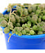 Senecio rowleyanus (perles) 3,5 po | Succulente retombante originale