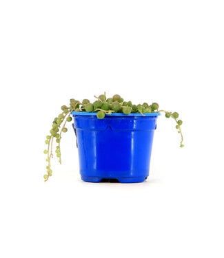Senecio rowleyanus (perles) 3,5 po
