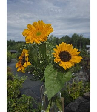 Signé Garneau Bouquet de la semaine