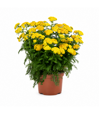 Achillea Skysail jaune 2 gal