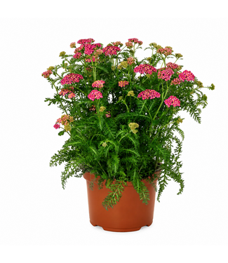 Achillea Skysail Bright Rose 2 gal