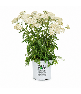 Achillea Firefly Diamond 2gal