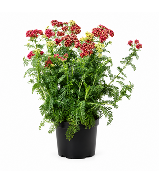 Achillea strawberry seduction 1 gal