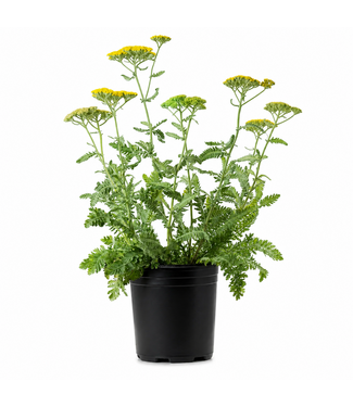 Achillea moonshine 1gal