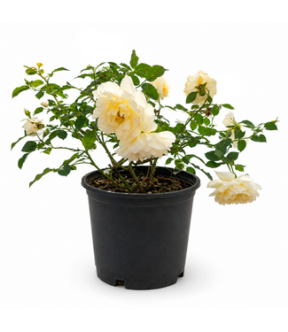 Rosa Oso Easy Reminiscent Crema 5 gal