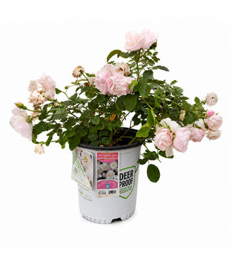 Rosa Flavorette Pear'd 2 gal