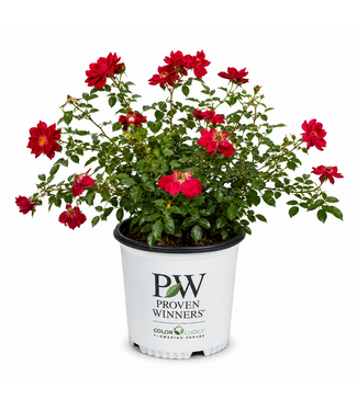 Rosa Oso Easy Urban Legend 2 gal