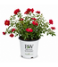 Rosa Oso Easy Urban Legend 2 gal | Floraison rouge vif, entretien minimal, résistant aux maladies