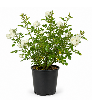 rosa alba meidiland 2 gal