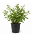 rosa alba meidiland 2 gal