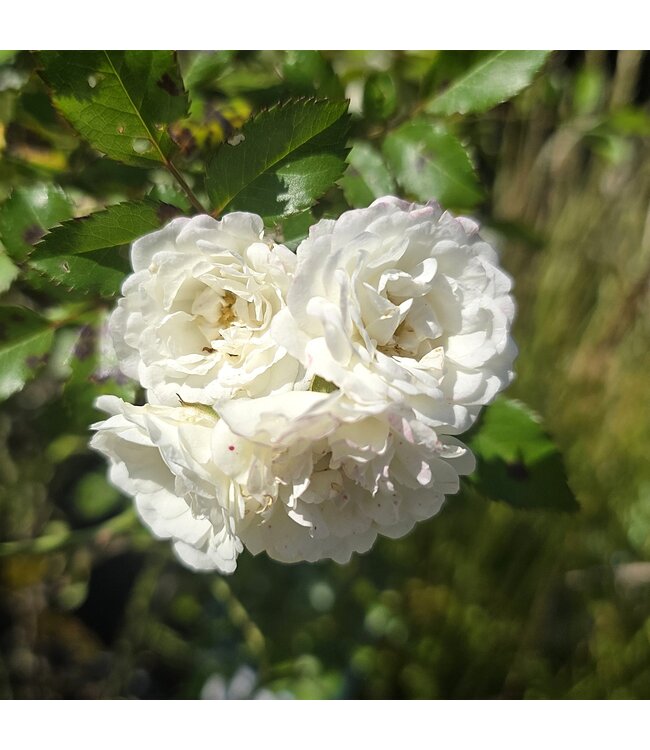rosa alba meidiland 2 gal