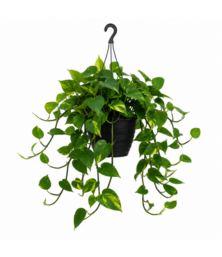 Philodendron Brasil suspendu 10 po