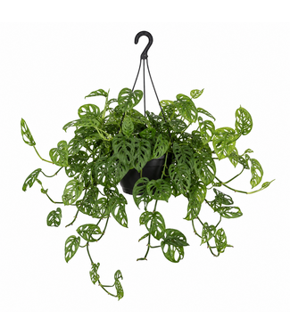 Philodendron Swiss Cheese  10 po