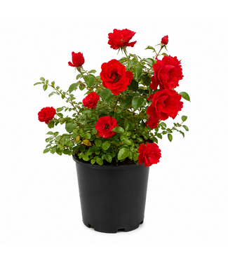 rosa flower carpet rouge 2gal