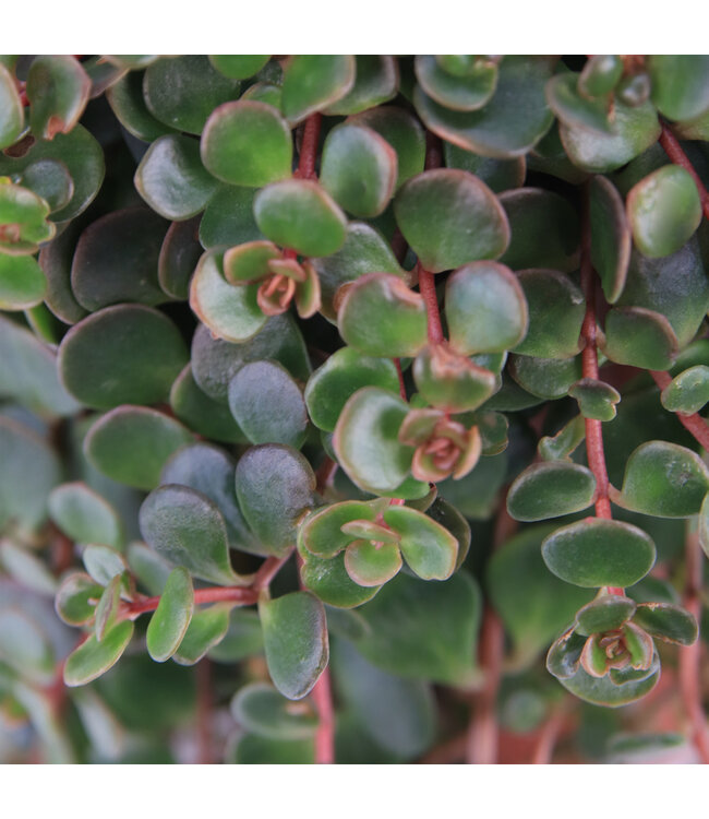 Sedum Coral Reef | Couvre-sol vivace coloré