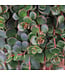 Sedum Coral Reef | Couvre-sol vivace coloré